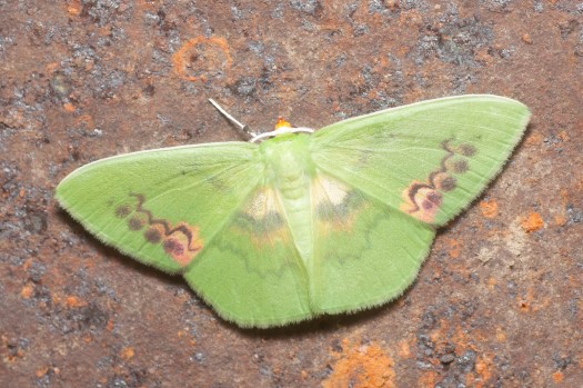 Rhodochlora brunneipalpis at Maquipucuna